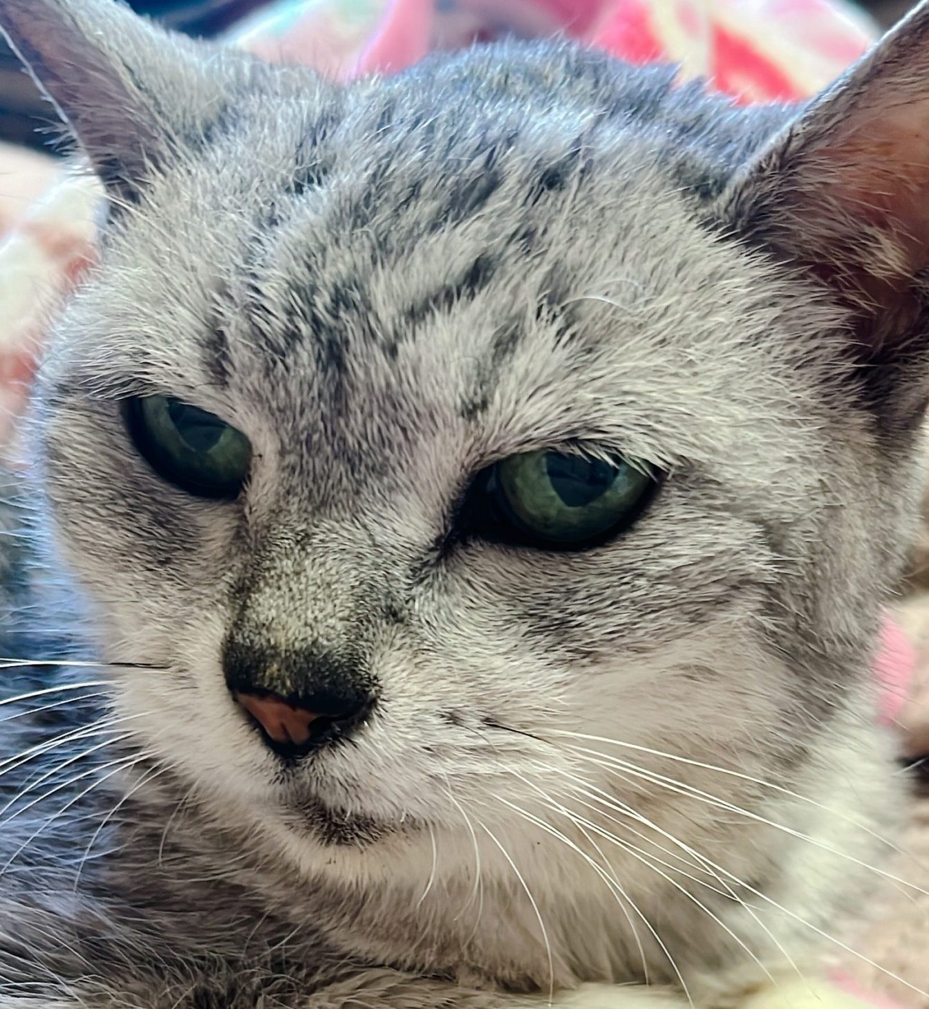 こころみたすペット思い出セレモニーにて葬儀したペットちゃん | モモちゃん