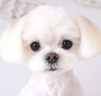 こころみたすペット思い出セレモニーにて葬儀したペットちゃん | リトルくん