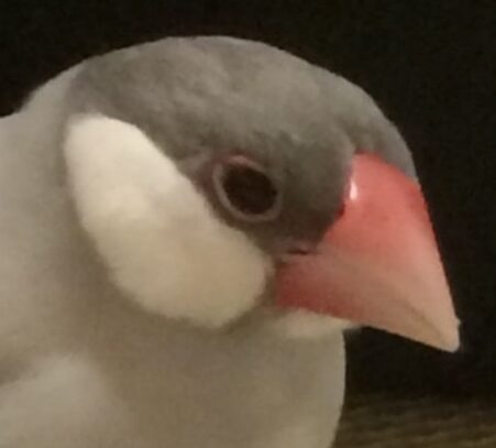 こころみたすペット思い出セレモニーにて葬儀したペットちゃん | ももくん