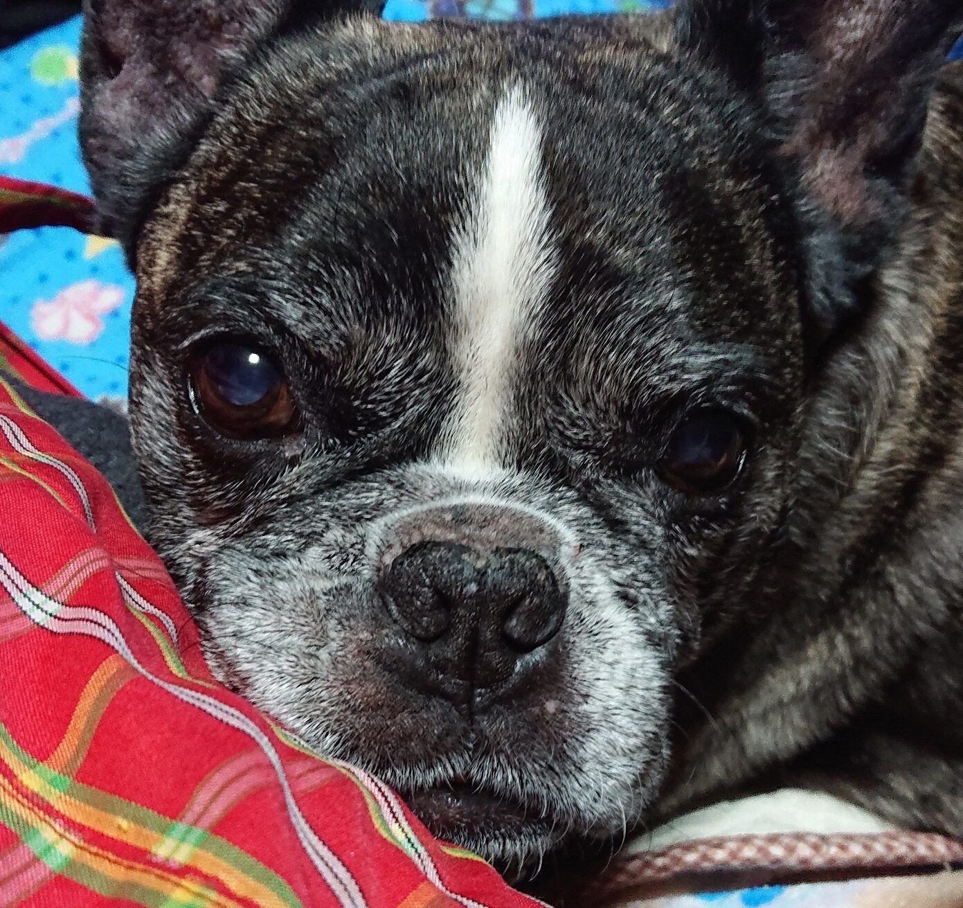 こころみたすペット思い出セレモニーにて葬儀したペットちゃん | バキくん