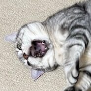 ほたるちゃん | こころみたす ペット思い出セレモニー