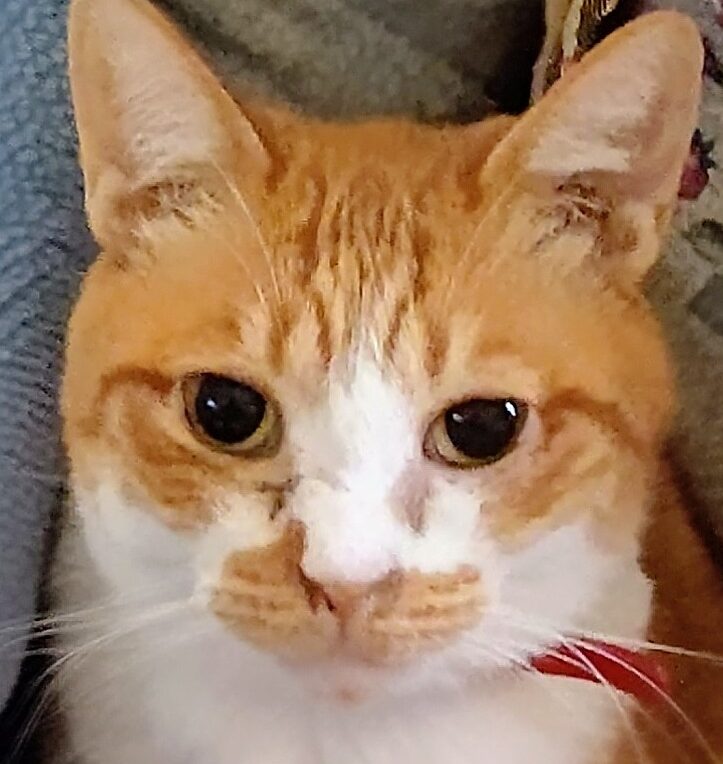 さくらちゃん | こころみたす ペット思い出セレモニー