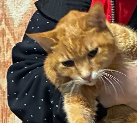 こころみたすペット思い出セレモニーにて葬儀したペットちゃん | 茶々くん