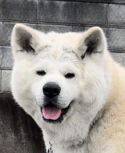 大和くん | こころみたす ペット思い出セレモニー