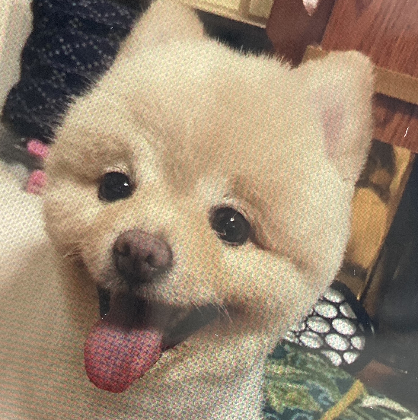 コロミちゃん | こころみたす ペット思い出セレモニー