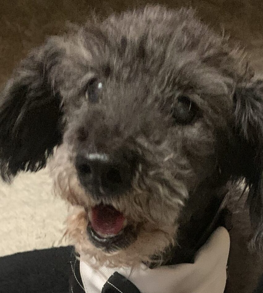 こころみたすペット思い出セレモニーにて葬儀したペットちゃん | 夜斗くん