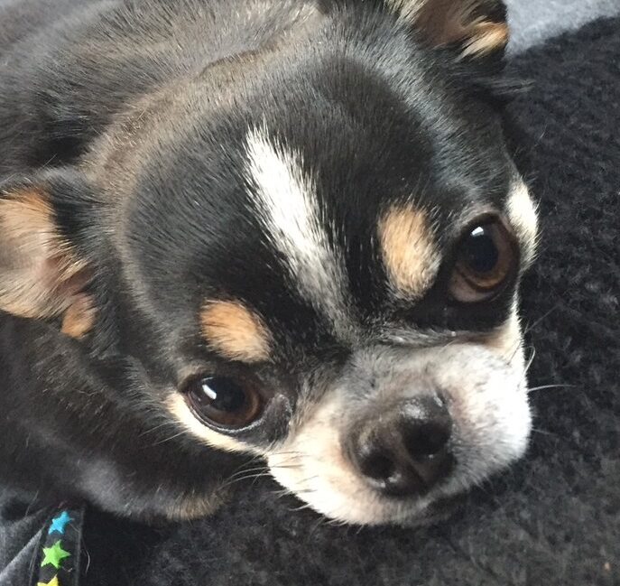 虎太朗くん | こころみたす ペット思い出セレモニー