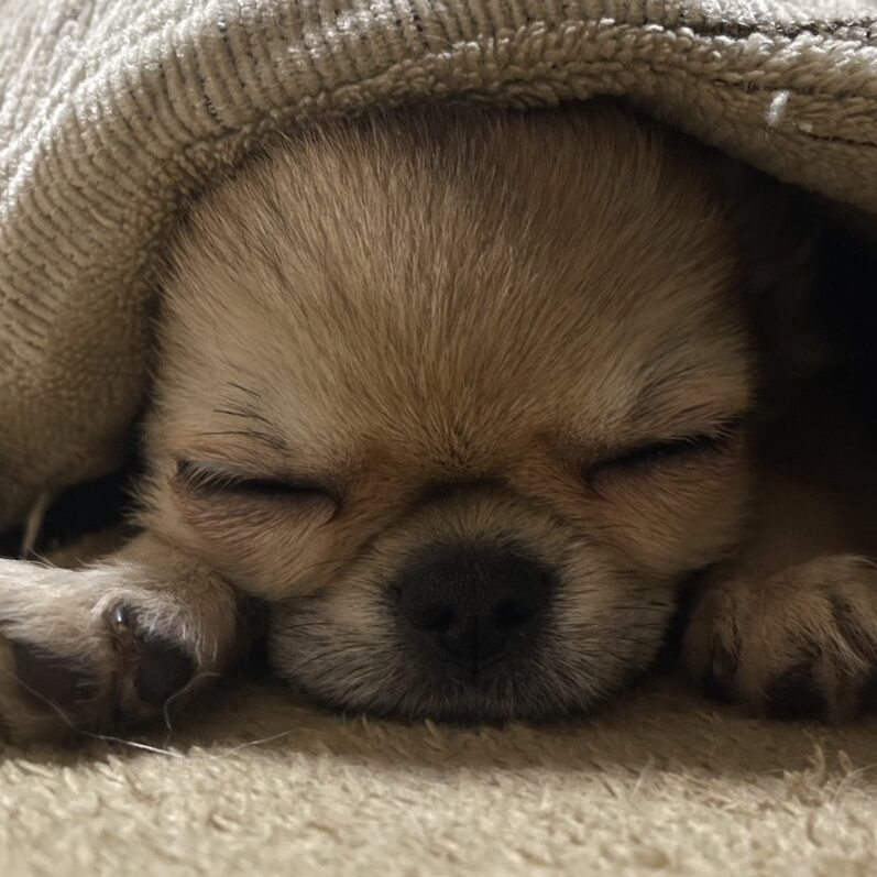 希ちゃん | こころみたす ペット思い出セレモニー