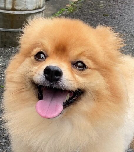 こころみたすペット思い出セレモニーにて葬儀したペットちゃん | 磨呂くん