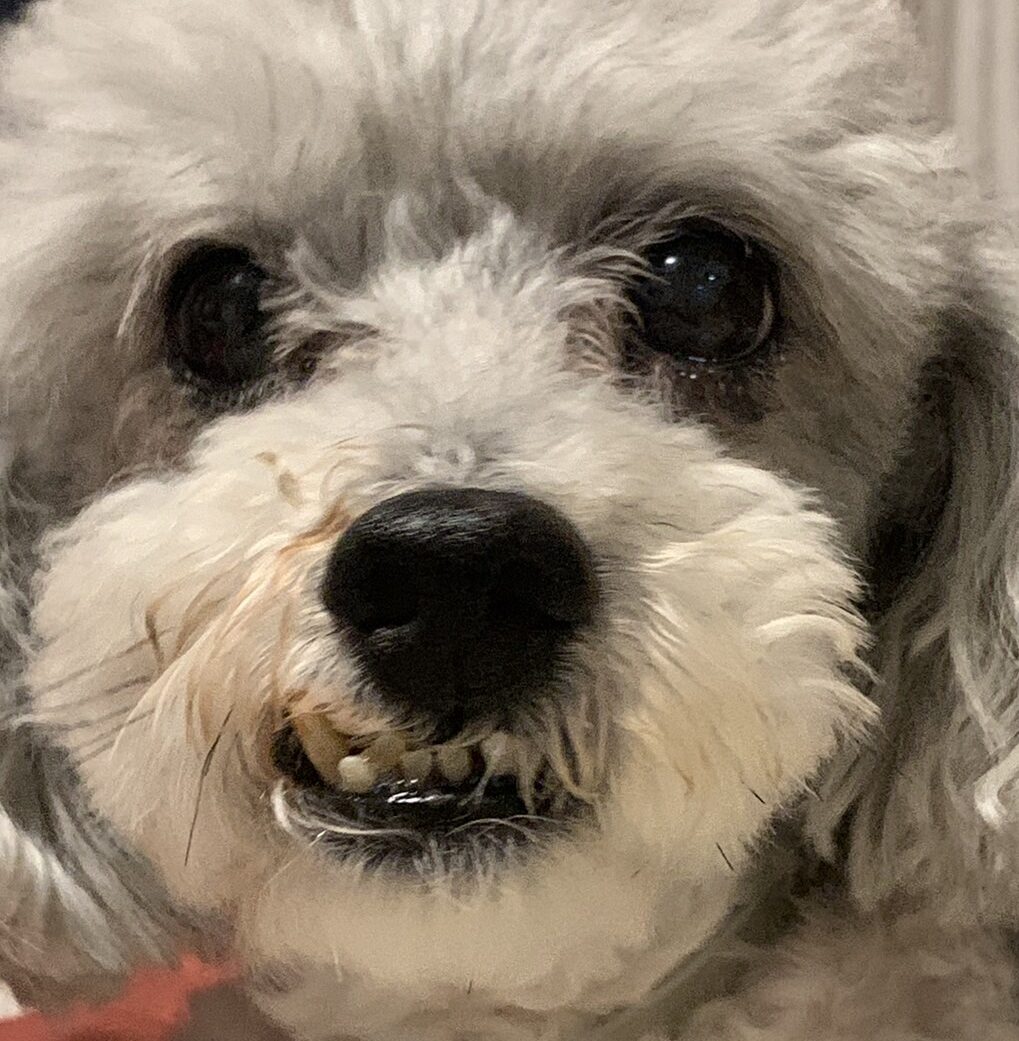 ごんべえくん | こころみたす ペット思い出セレモニー