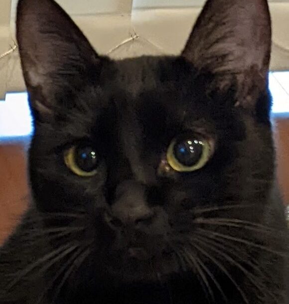 すずちゃん | こころみたす ペット思い出セレモニー