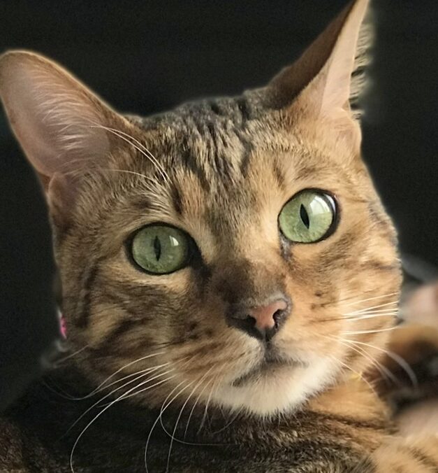 こころみたすペット思い出セレモニーにて葬儀したペットちゃん | ひめちゃん