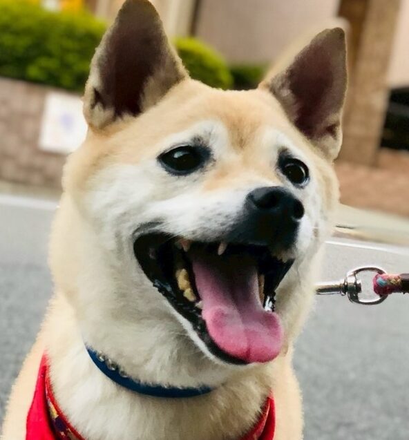 こころみたすペット思い出セレモニーにて葬儀したペットちゃん | ラブちゃん