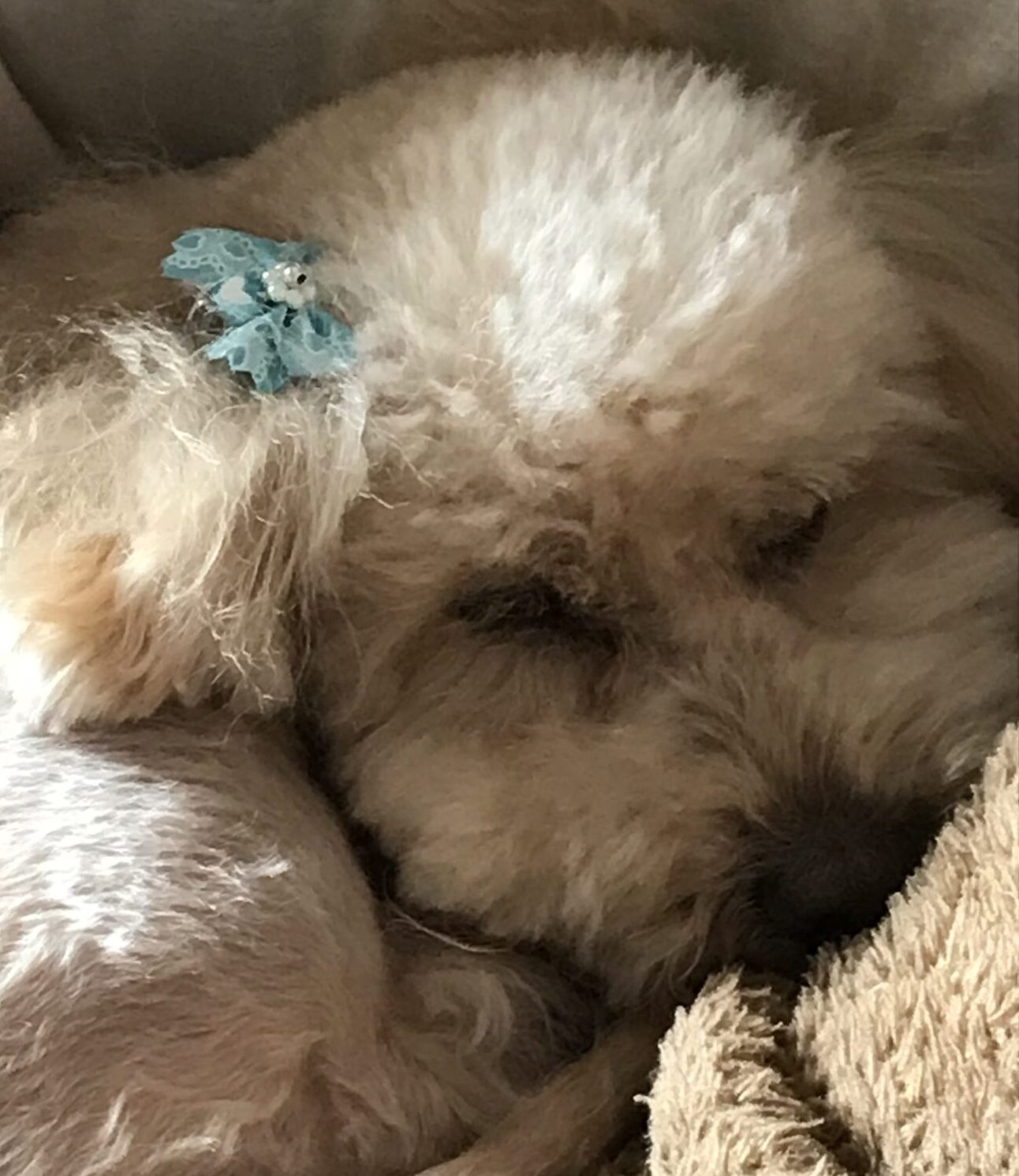 こころみたすペット思い出セレモニーにて葬儀したペットちゃん | マロンくん