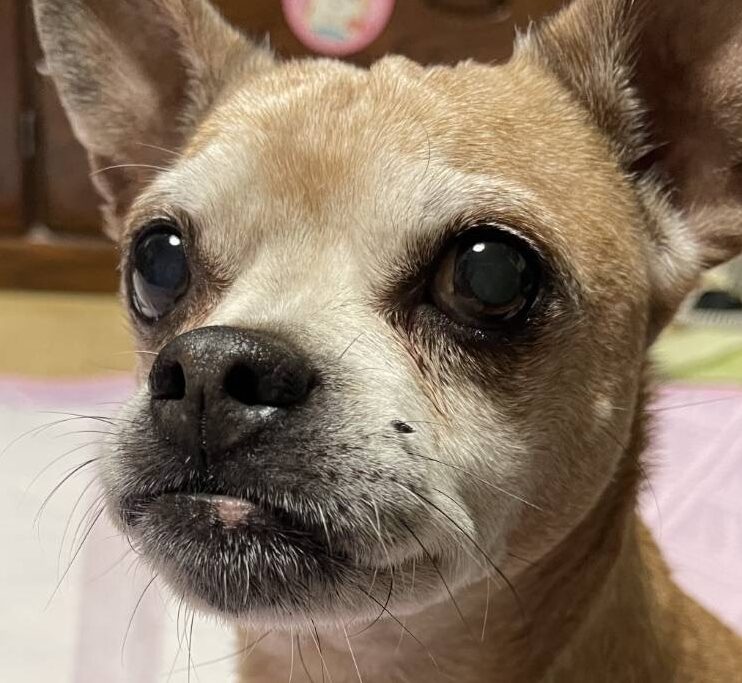 こころみたすペット思い出セレモニーにて葬儀したペットちゃん | ルルちゃん