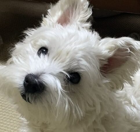 こころみたすペット思い出セレモニーにて葬儀したペットちゃん | ケンくん