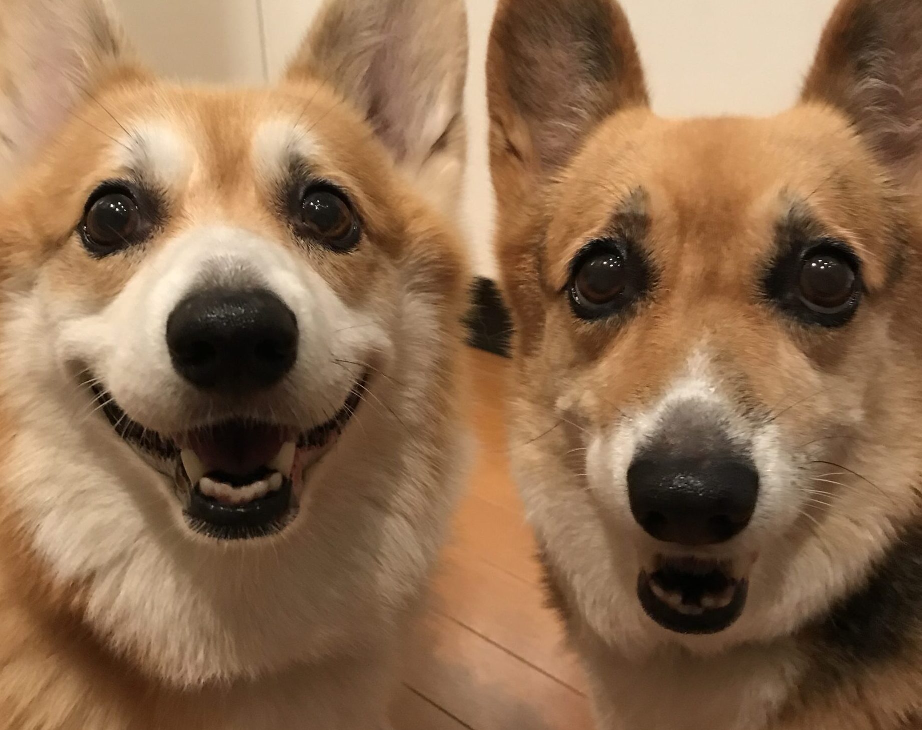 こころみたすペット思い出セレモニーにて葬儀したペットちゃん | クッキーちゃん