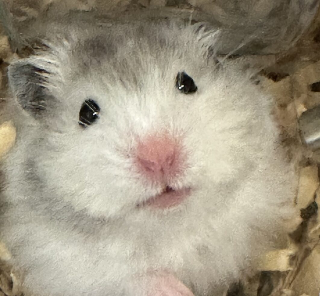 こころみたすペット思い出セレモニーにて葬儀したペットちゃん | ごまくん