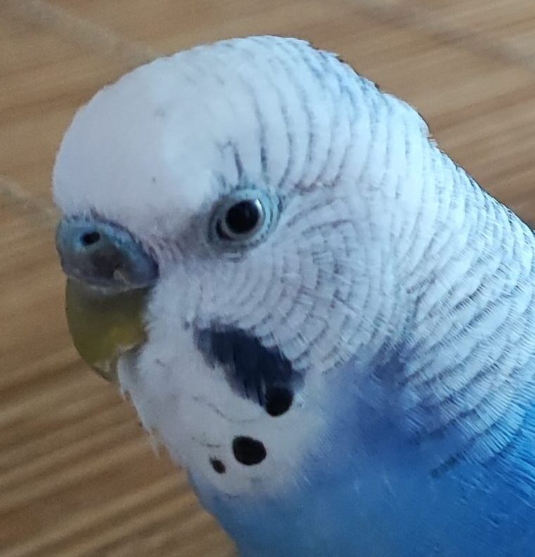 こころみたすペット思い出セレモニーにて葬儀したペットちゃん | モモくん