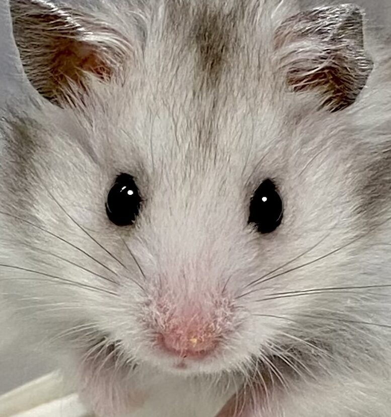 こころみたすペット思い出セレモニーにて葬儀したペットちゃん | わらびくん