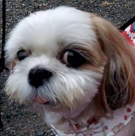 ビビちゃん | こころみたす ペット思い出セレモニー