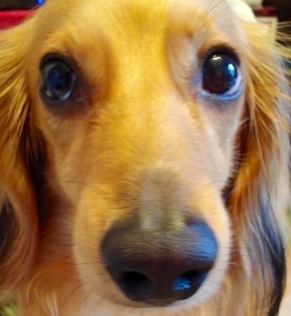 こころみたすペット思い出セレモニーにて葬儀したペットちゃん | ルイくん