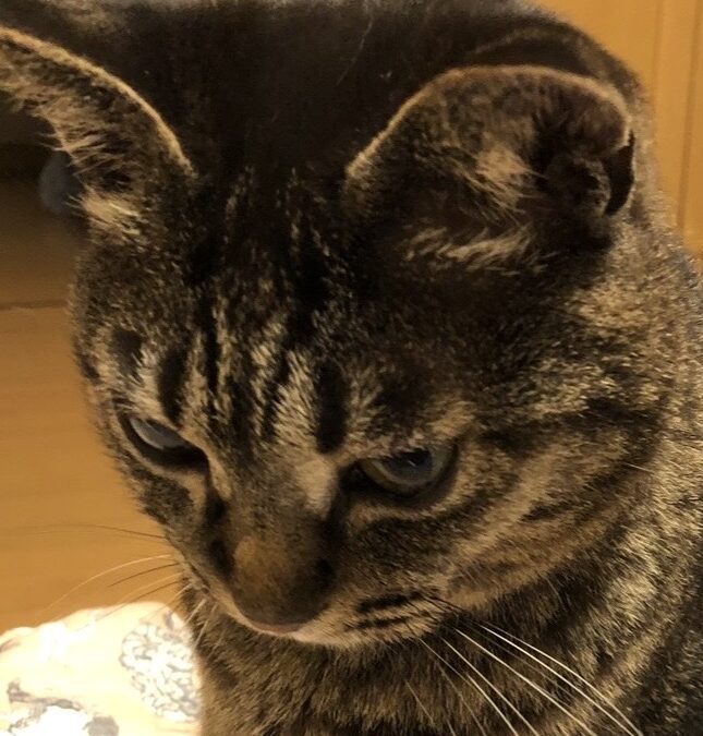 こころみたすペット思い出セレモニーにて葬儀したペットちゃん | コナツちゃん