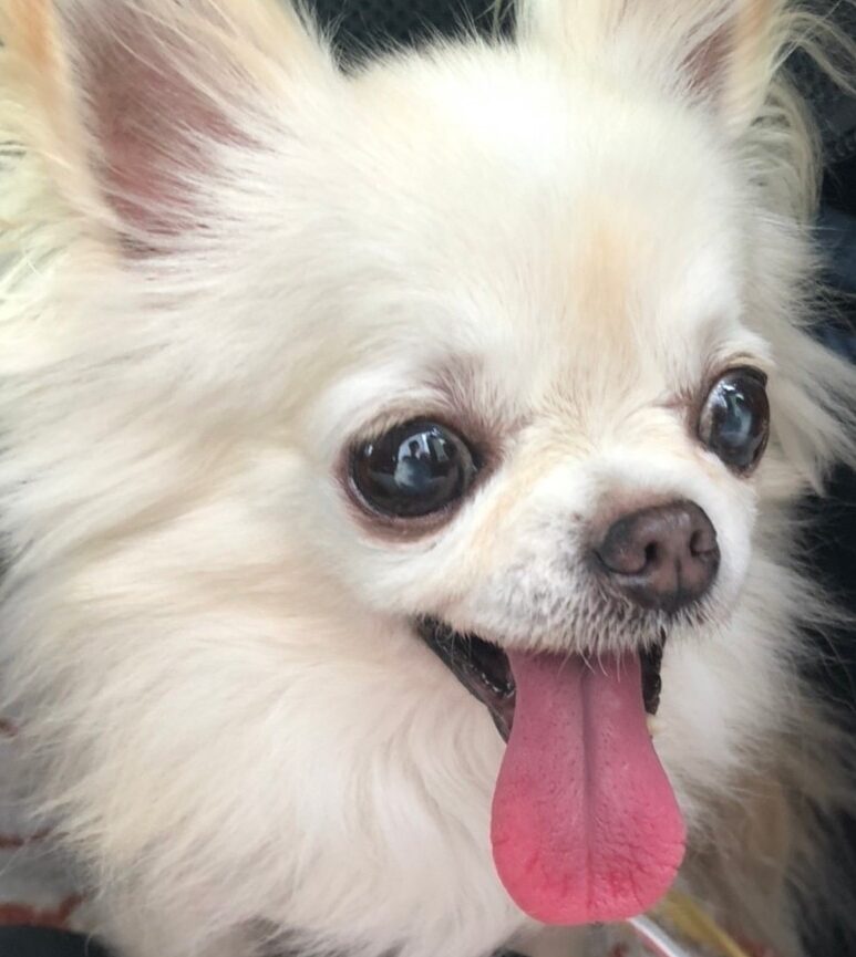 のあちゃん | こころみたす ペット思い出セレモニー