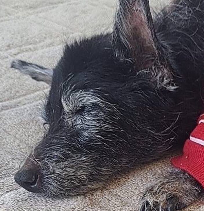 くうちゃん | こころみたす ペット思い出セレモニー