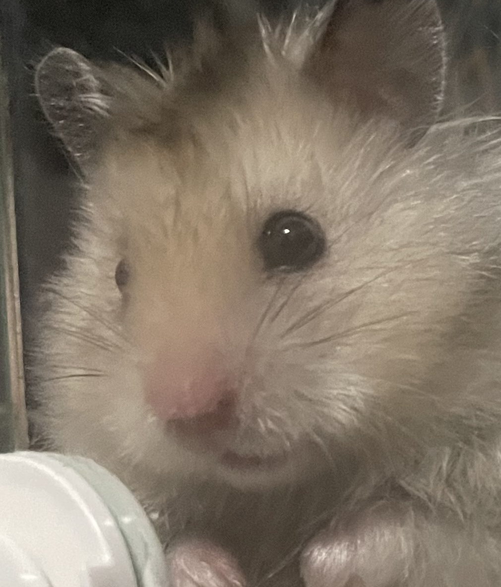 りょうくん | こころみたす ペット思い出セレモニー