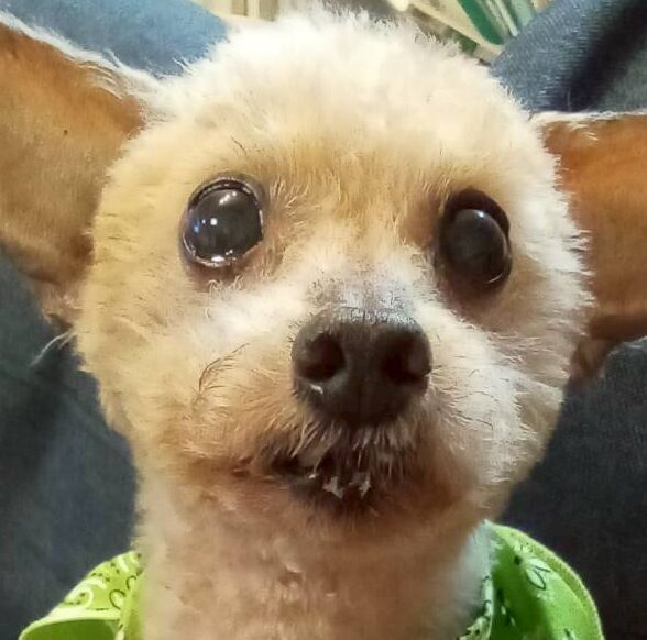 コロンくん | こころみたす ペット思い出セレモニー