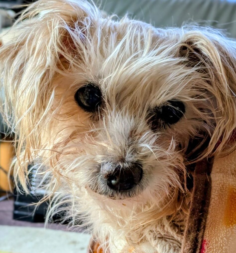 こころみたすペット思い出セレモニーにて葬儀したペットちゃん | キナコちゃん