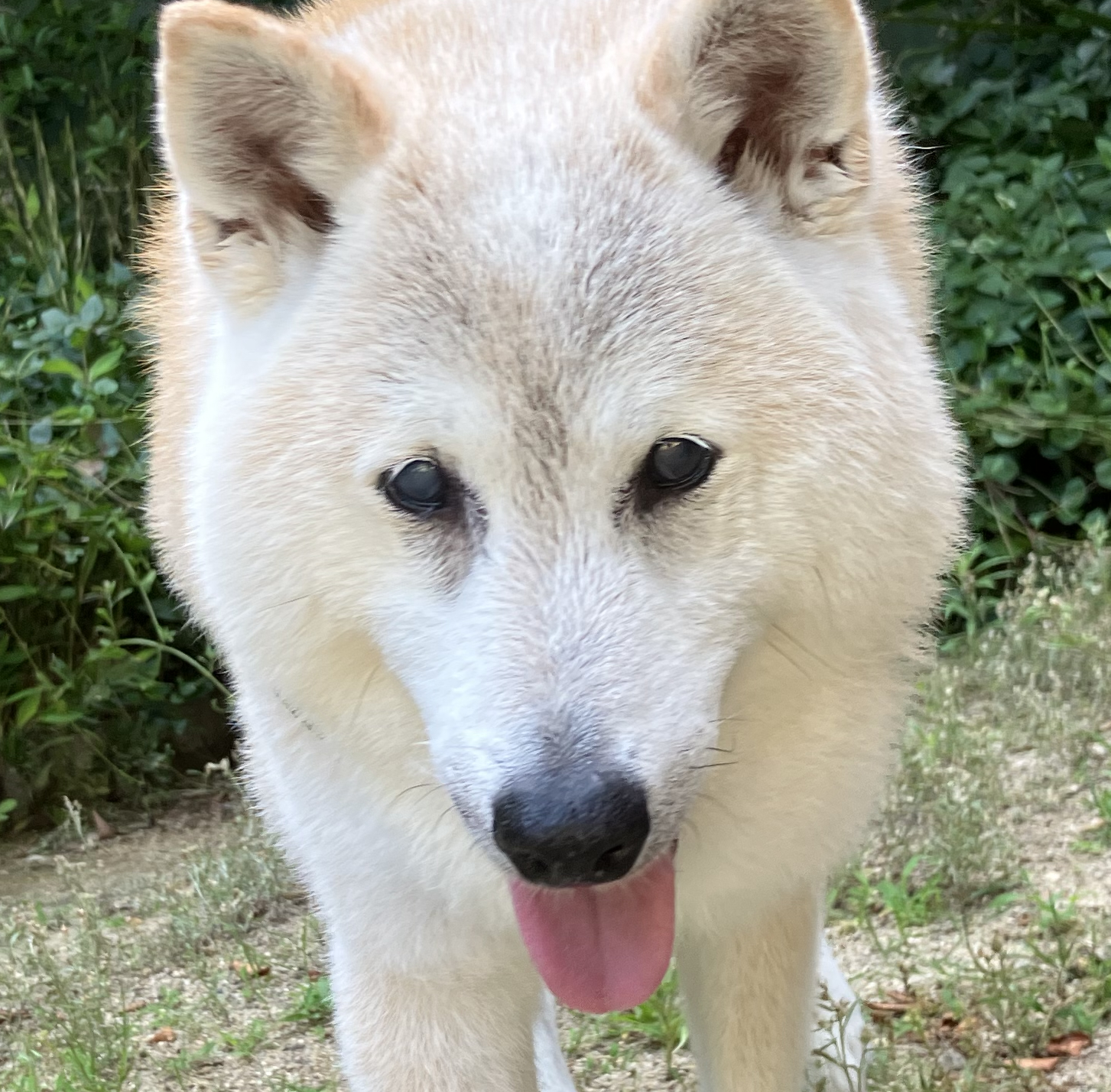 こたろうくん | こころみたす ペット思い出セレモニー