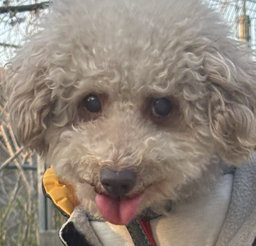 こころみたすペット思い出セレモニーにて葬儀したペットちゃん | モカくん