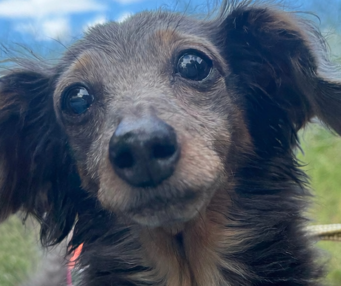 こころみたすペット思い出セレモニーにて葬儀したペットちゃん | クロエちゃん