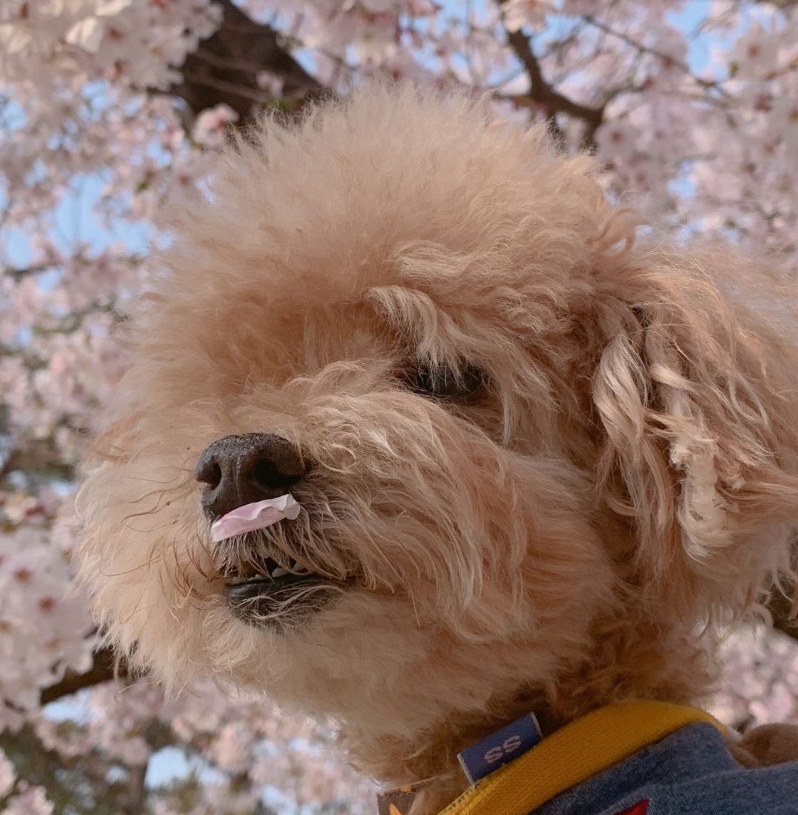 チャビちゃん | こころみたす ペット思い出セレモニー