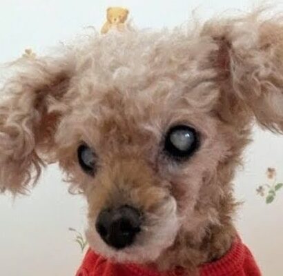 こころみたすペット思い出セレモニーにて葬儀したペットちゃん | あずきちゃん