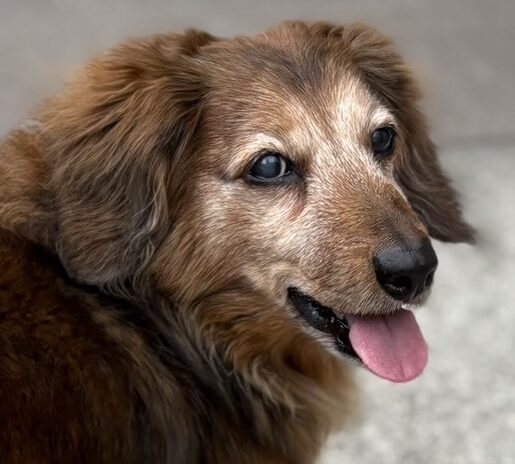 りくくん | こころみたす ペット思い出セレモニー