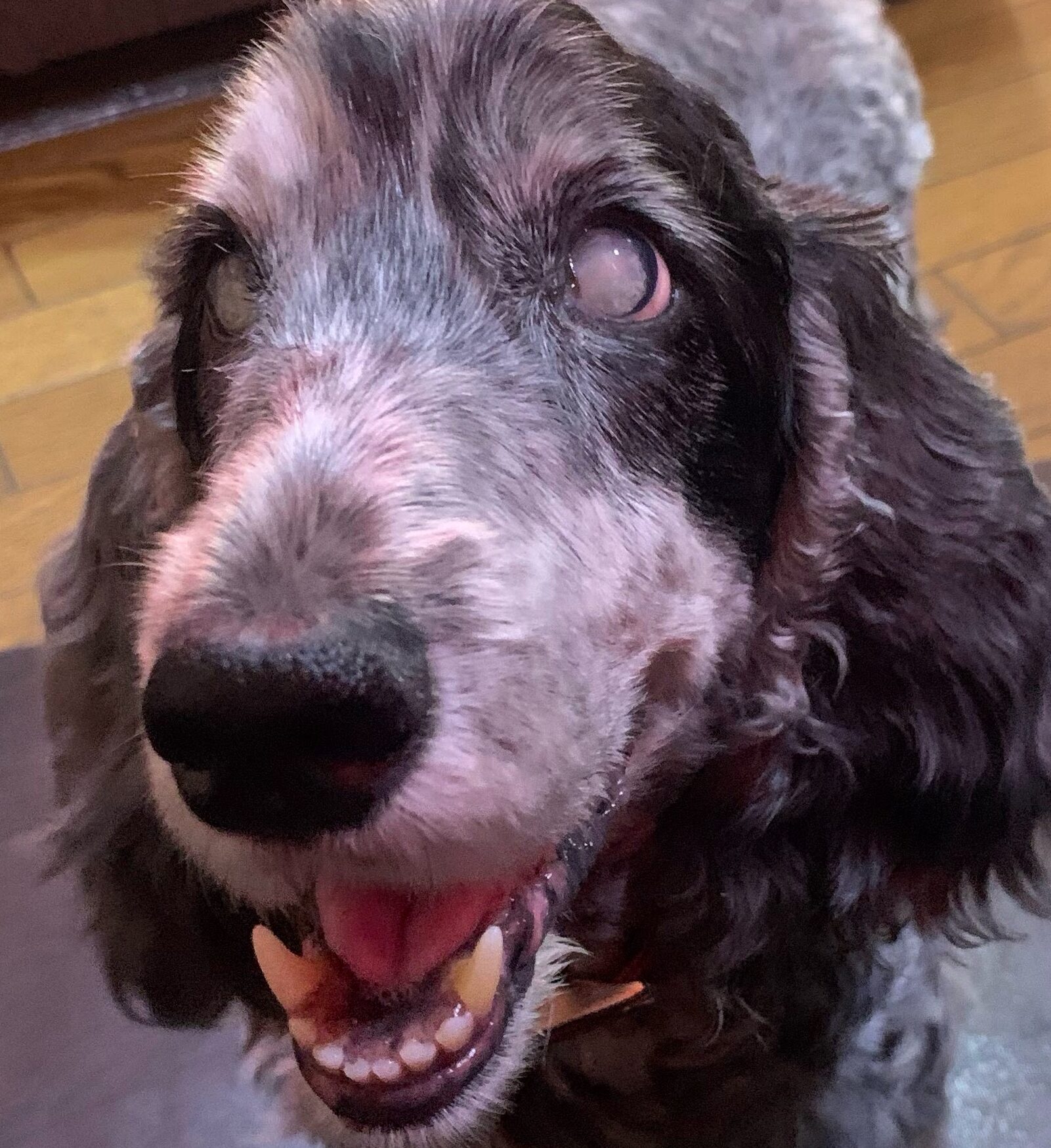 ボニーちゃん | こころみたす ペット思い出セレモニー