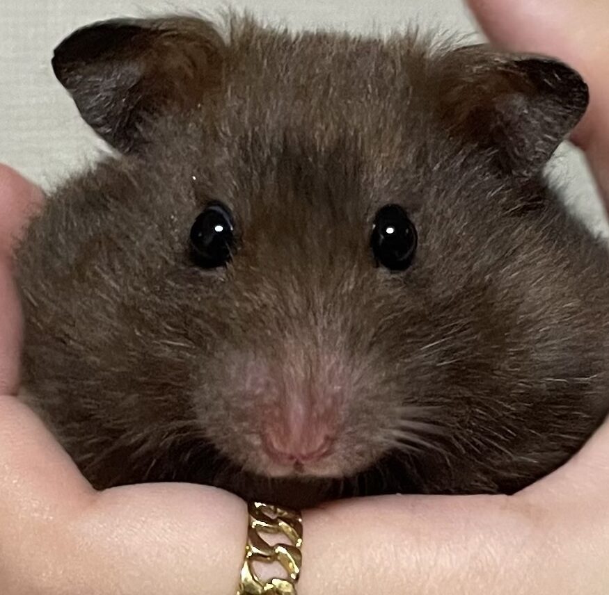 こころみたすペット思い出セレモニーにて葬儀したペットちゃん | ほたてちゃん