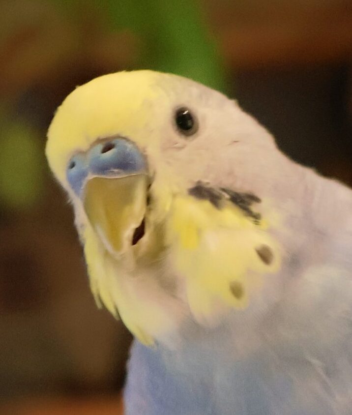 こなつくん | こころみたす ペット思い出セレモニー