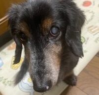 こころみたすペット思い出セレモニーにて葬儀したペットちゃん | ヤムトくん