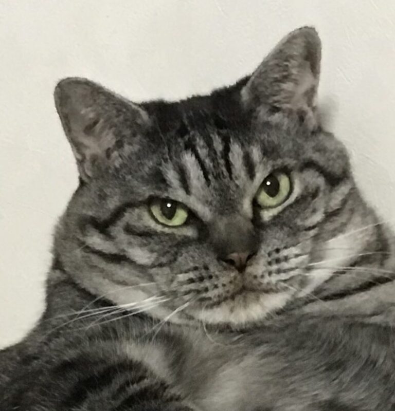 こころみたすペット思い出セレモニーにて葬儀したペットちゃん | あーちゃん