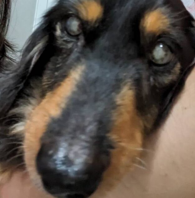 こころみたすペット思い出セレモニーにて葬儀したペットちゃん | ジョンくん