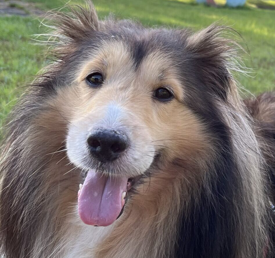 ルークくん | こころみたす ペット思い出セレモニー