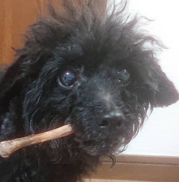 こころみたすペット思い出セレモニーにて葬儀したペットちゃん | メープルちゃん