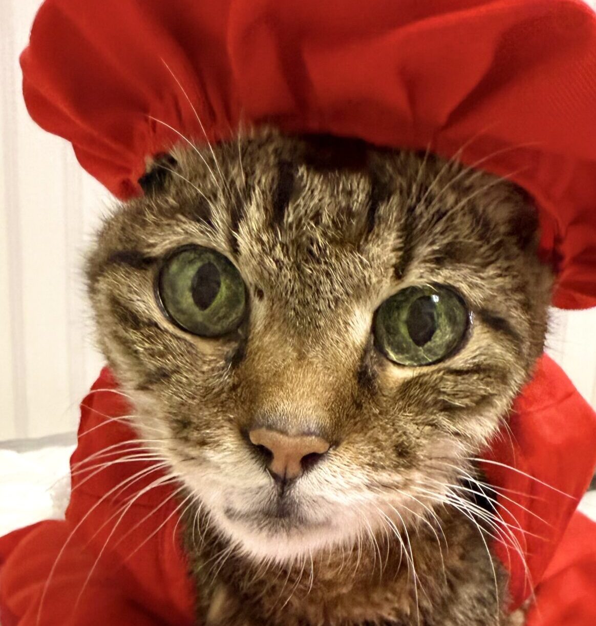 こころみたすペット思い出セレモニーにて葬儀したペットちゃん | ニコちゃん