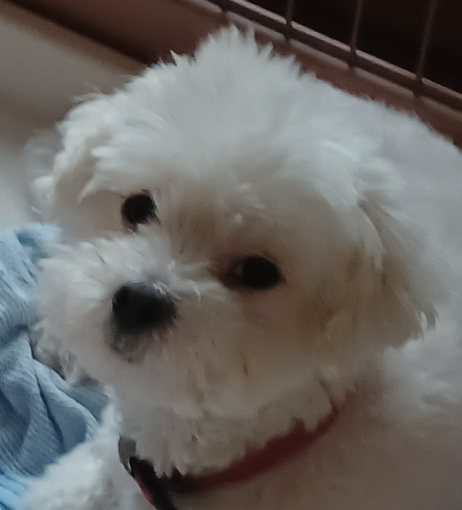 まるくん | こころみたす ペット思い出セレモニー