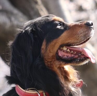 こころみたすペット思い出セレモニーにて葬儀したペットちゃん | 茶々丸くん