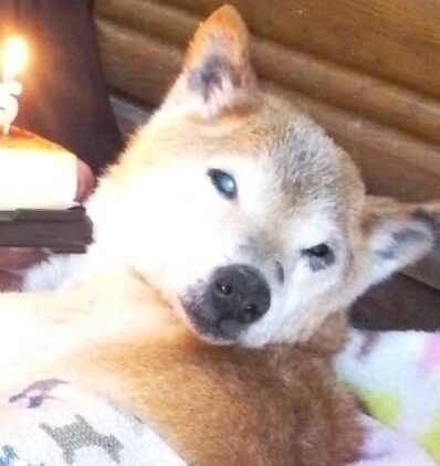 こころみたすペット思い出セレモニーにて葬儀したペットちゃん | リクくん